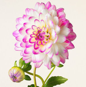 Meet your Posher, Marie-maxime